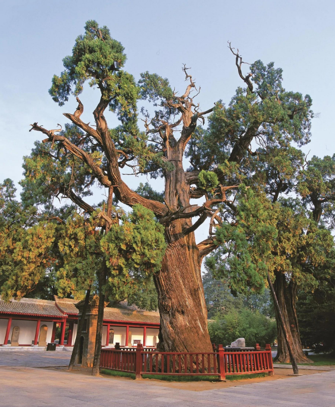 中国10大名树，有的经历上下5000年依然苍劲挺拔
