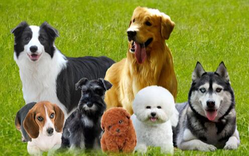 最受欢迎的狗狗品种，最受欢迎的宠物狗排名top10