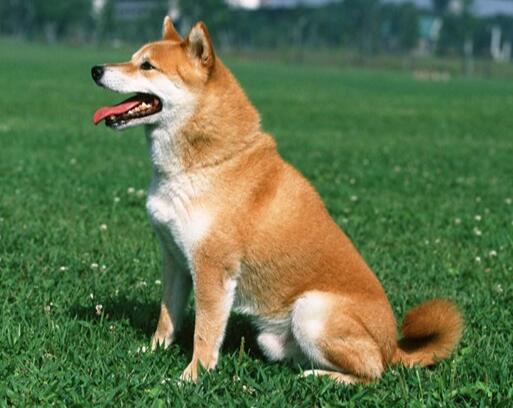 常见的宠物狗种类大全，狗狗的十大品种