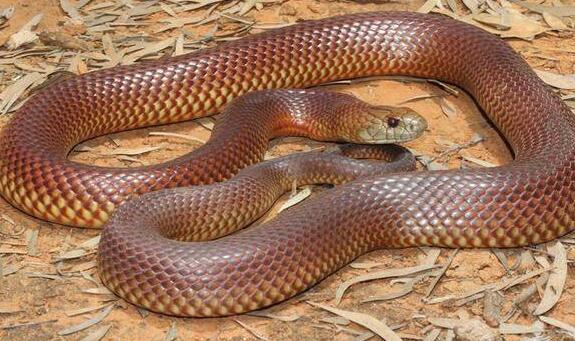 世界十种最长的毒蛇，十大毒蛇身长排行榜