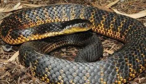 世界十种最长的毒蛇，十大毒蛇身长排行榜