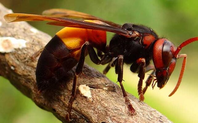 世界上最厉害的蜂,十大毒性最强的蜂