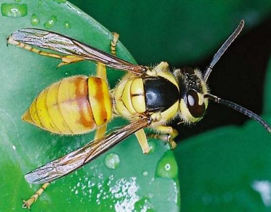 世界上最厉害的蜂,十大毒性最强的蜂