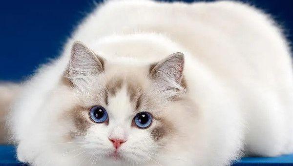 布偶猫多少钱 布偶猫价格多少钱一只 4类布偶猫价格一览