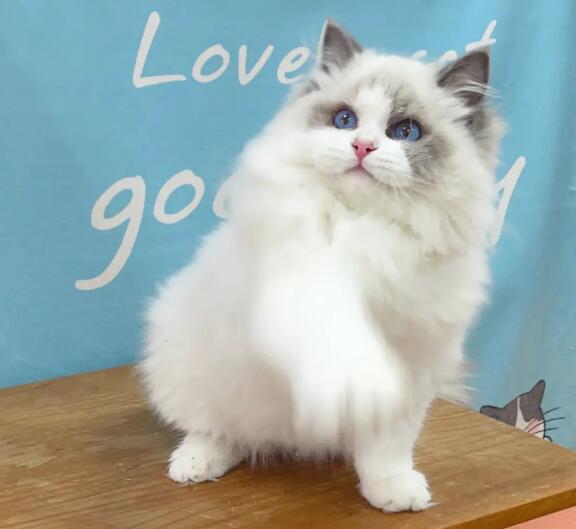 蓝双布偶猫多少钱一只：一般在8000元左右