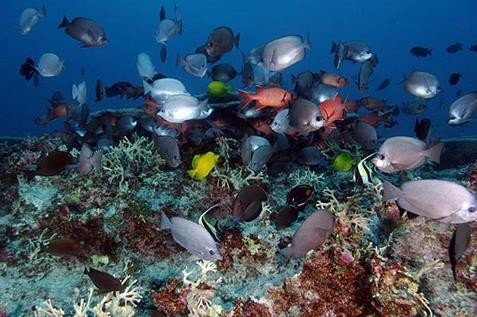 4、帕帕哈瑙莫夸基亚国家海洋保护区