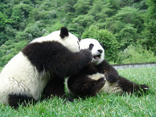 8、四川大熊猫栖息地