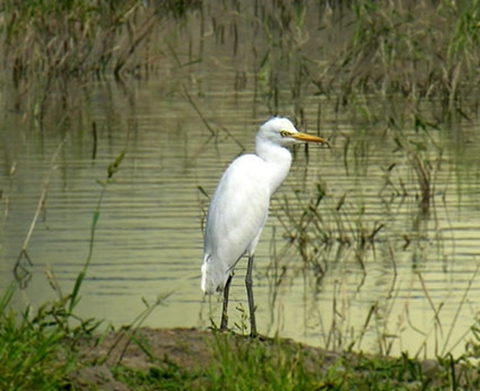 37、朱贾国家鸟类保护区