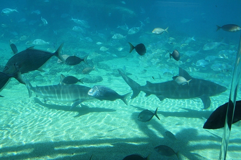 51、西澳大利亚的鲨鱼湾