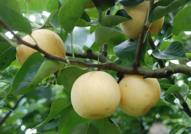 甲状腺最怕的水果是什么：桃子/梨