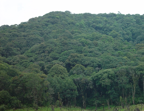 107、苏门答腊热带雨林