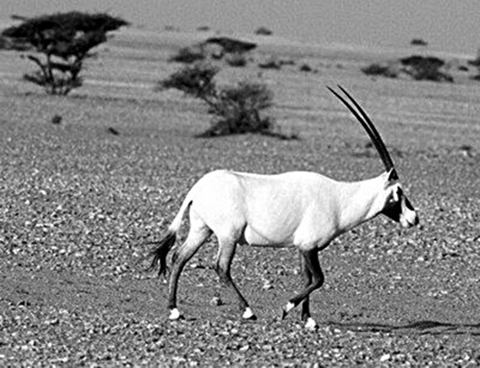 131、阿拉伯羚羊保护区