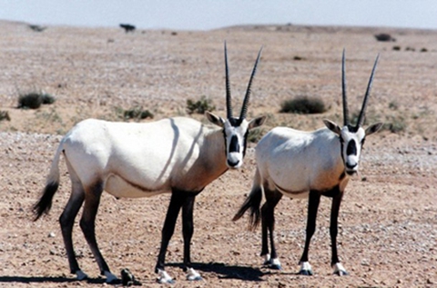 131、阿拉伯羚羊保护区