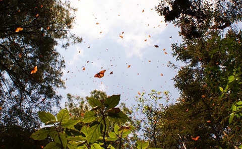 150、黑脉金斑蝶生态保护区