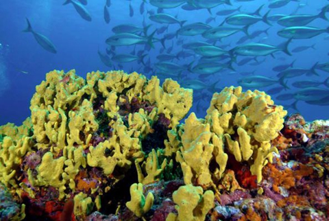 179、柯义巴岛国家公园及其海洋特别保护区